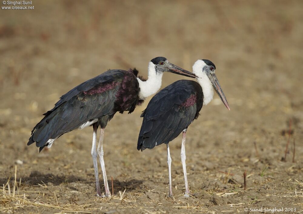 Cigogne épiscopale adulte, identification, Comportement