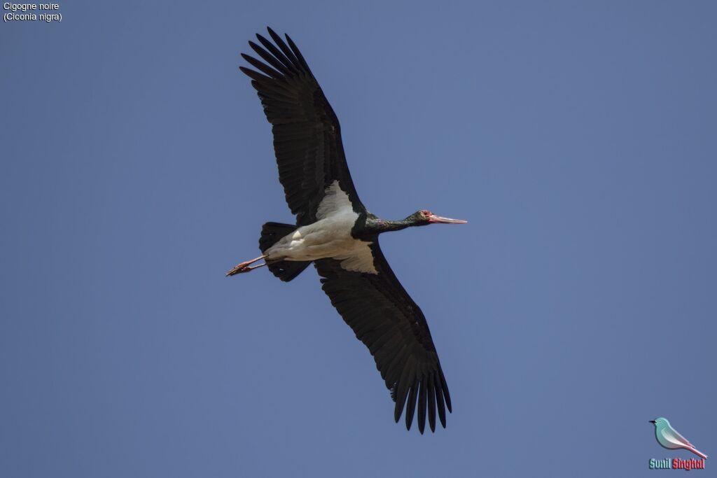 Black Stork, Flight