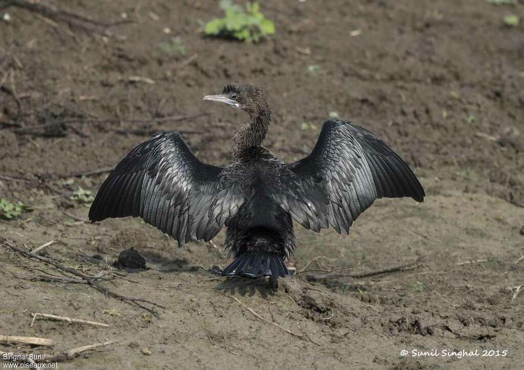 Little Cormorantsubadult, care, pigmentation, Behaviour