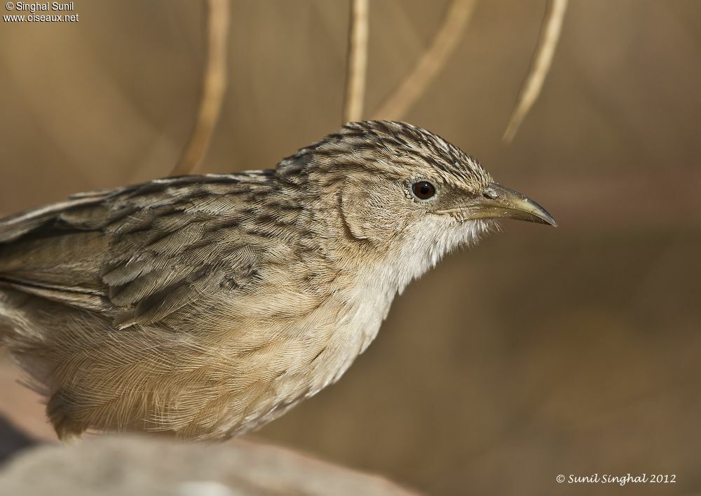 Common Babbleradult, identification