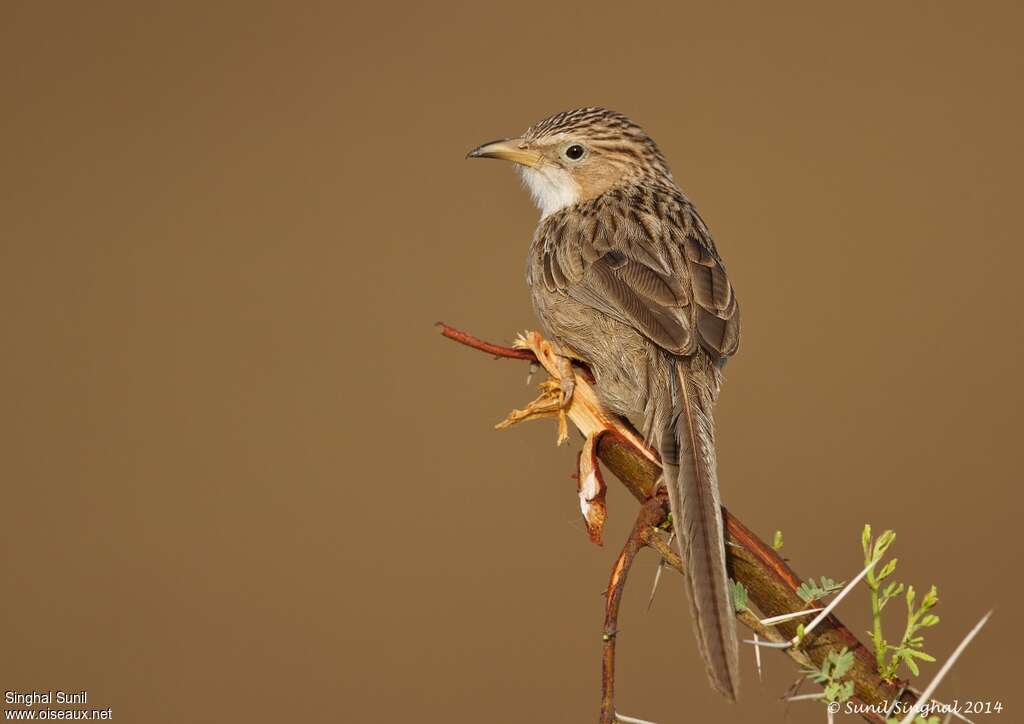 Common Babbleradult
