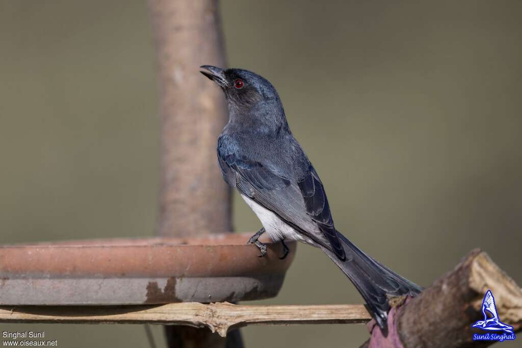 Drongo à ventre blancadulte, identification, boit, Comportement