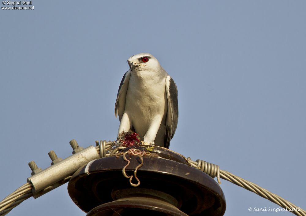 Black-winged Kiteadult, identification, Behaviour
