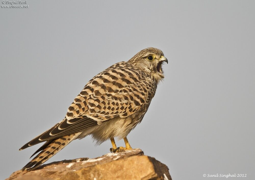 Common Kestreladult, identification, Behaviour