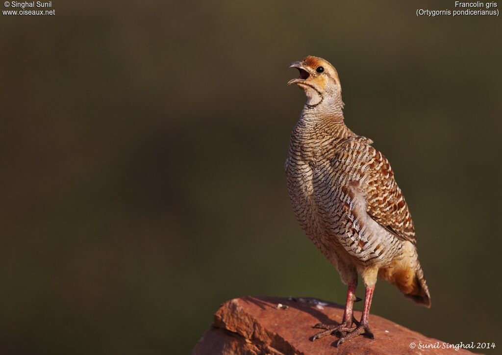 Grey Francolinadult, identification, Reproduction-nesting