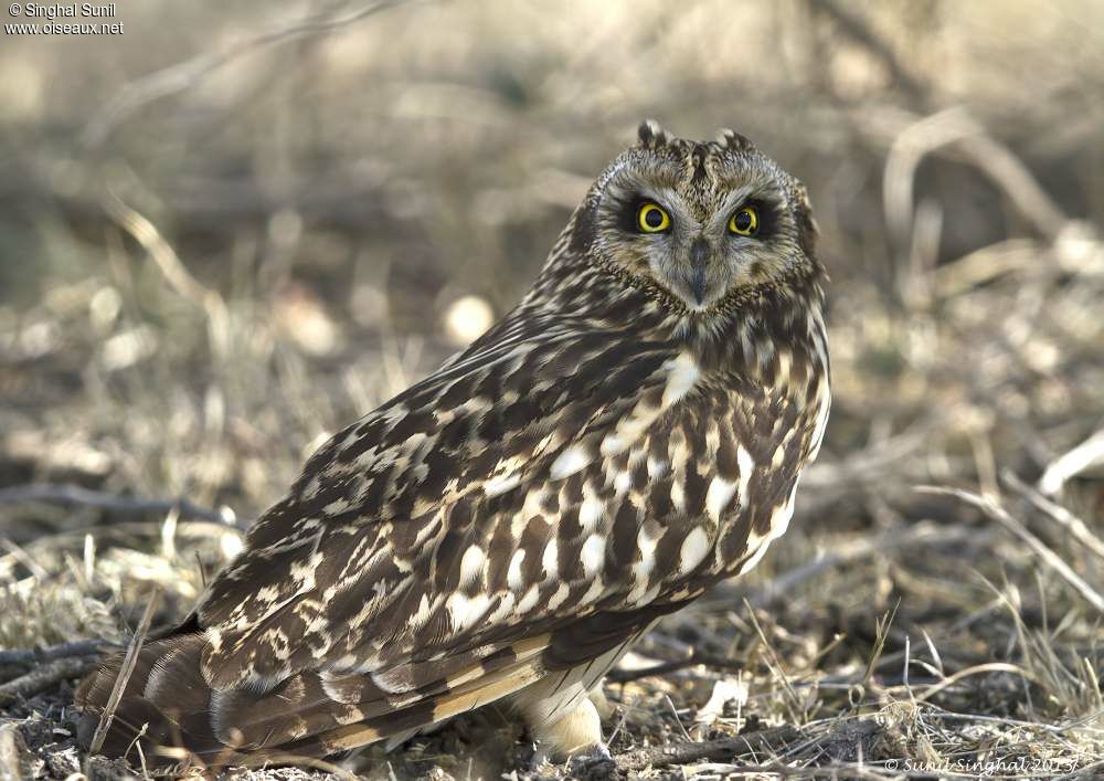 Short-eared Owladult, identification