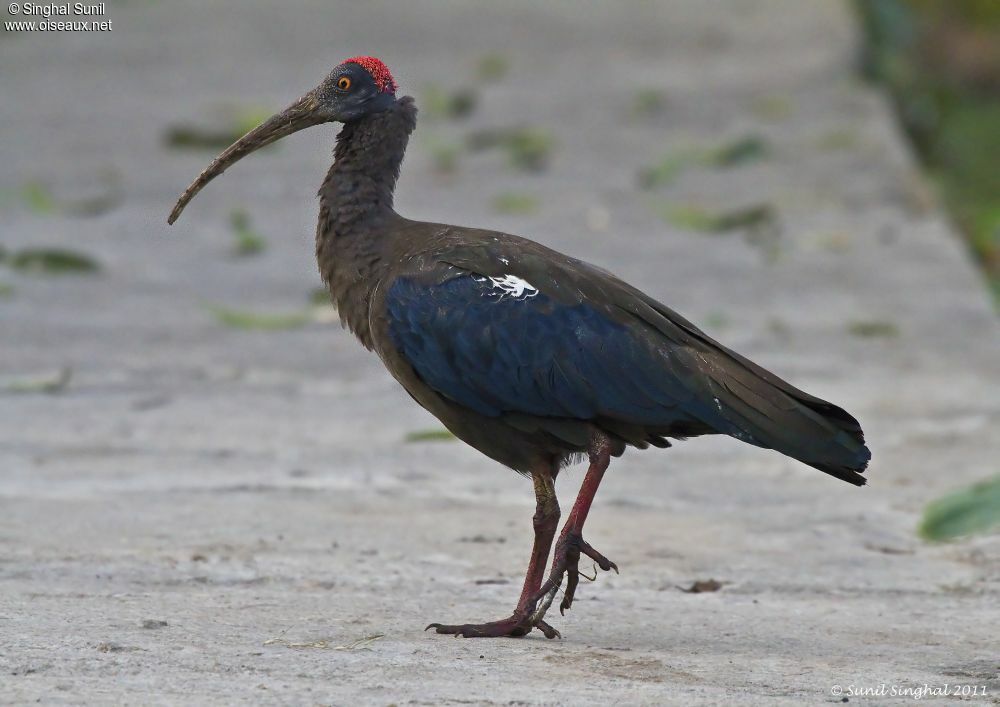 Ibis noiradulte, identification