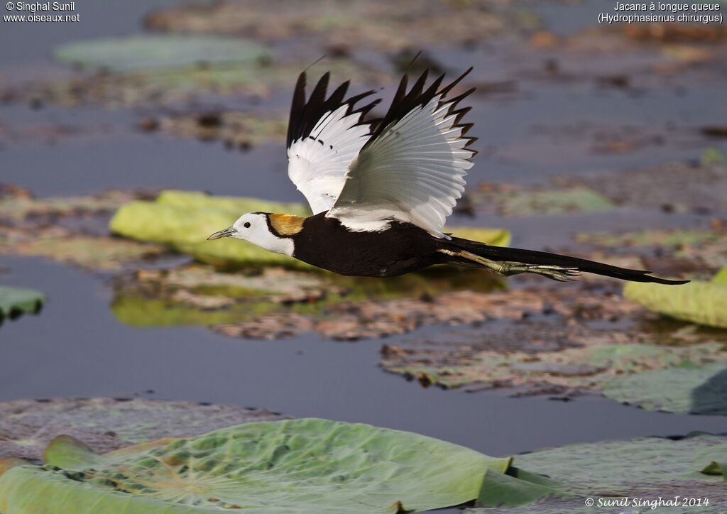 Jacana à longue queueadulte, identification, Nidification
