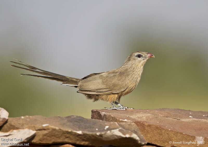 Sirkeer Malkohaadult, identification