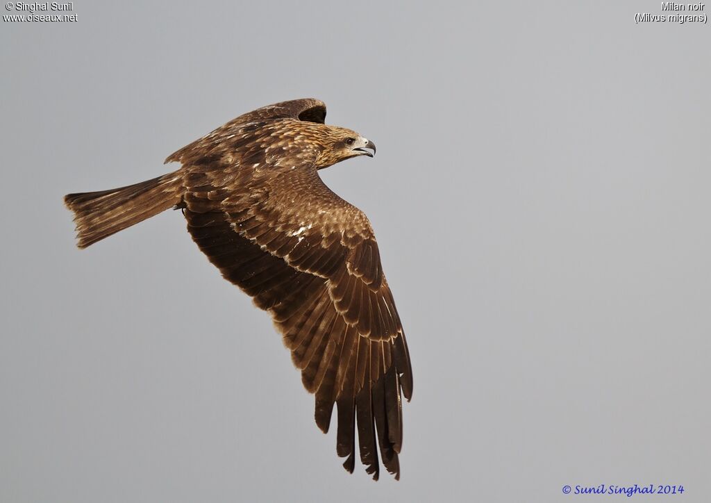 Black Kiteadult, identification, Behaviour