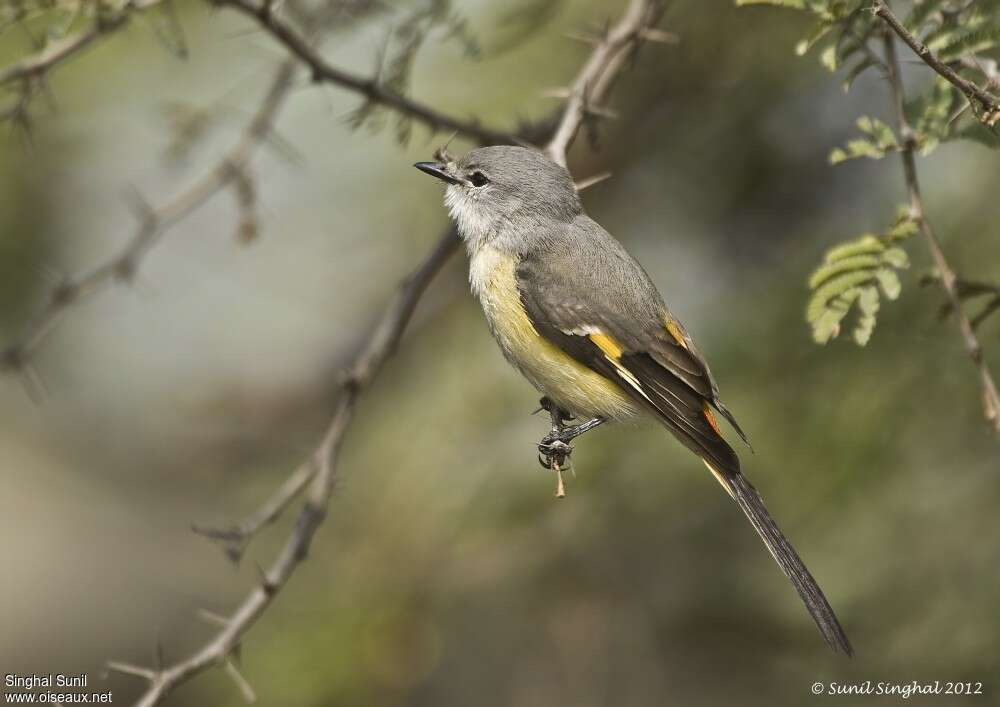 Small Minivet female adult, identification
