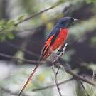 Minivet rouge