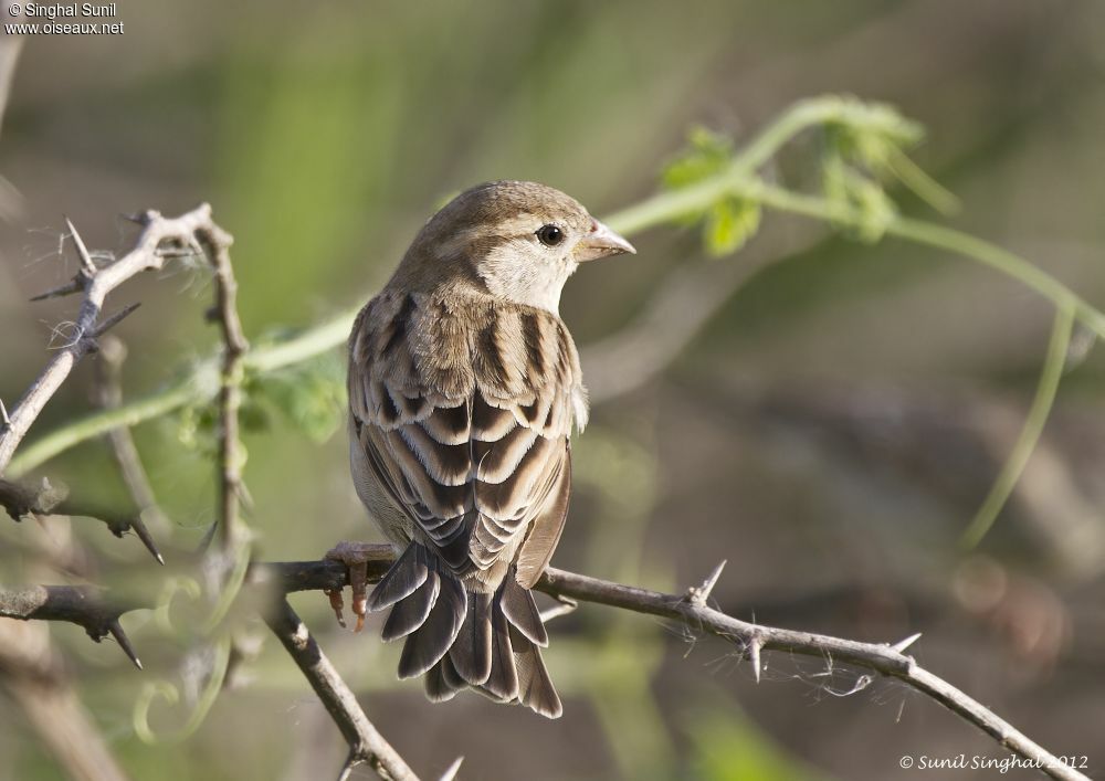 Moineau domestique femelle adulte, identification