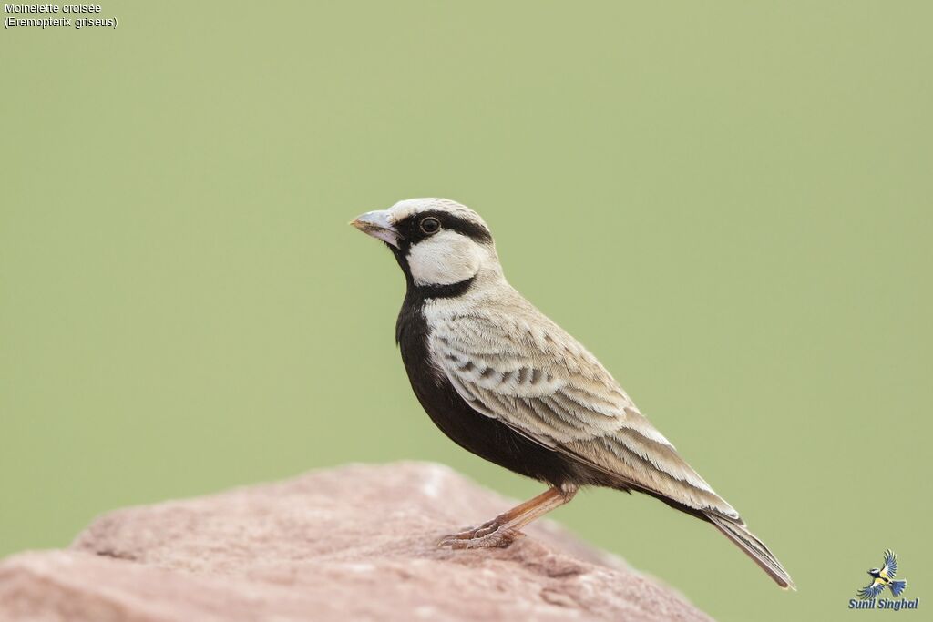 Ashy-crowned Sparrow-Lark