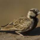 Moinelette croisée
