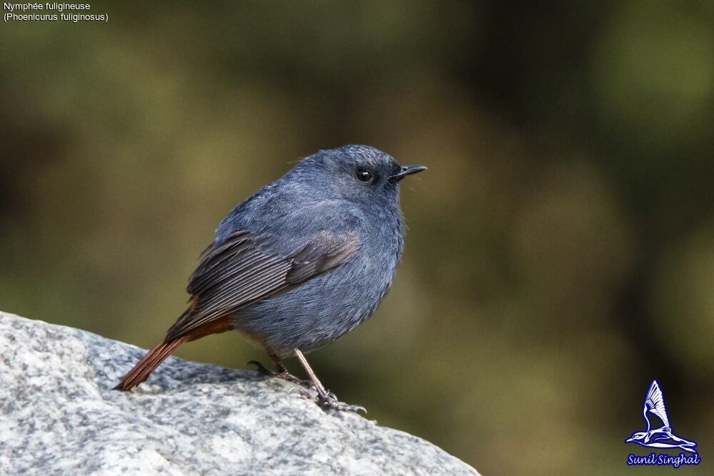 Nymphée fuligineuse mâle adulte, identification