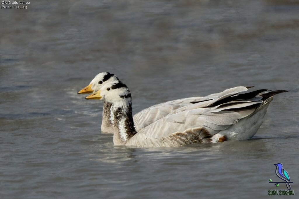 Bar-headed Goose, identification