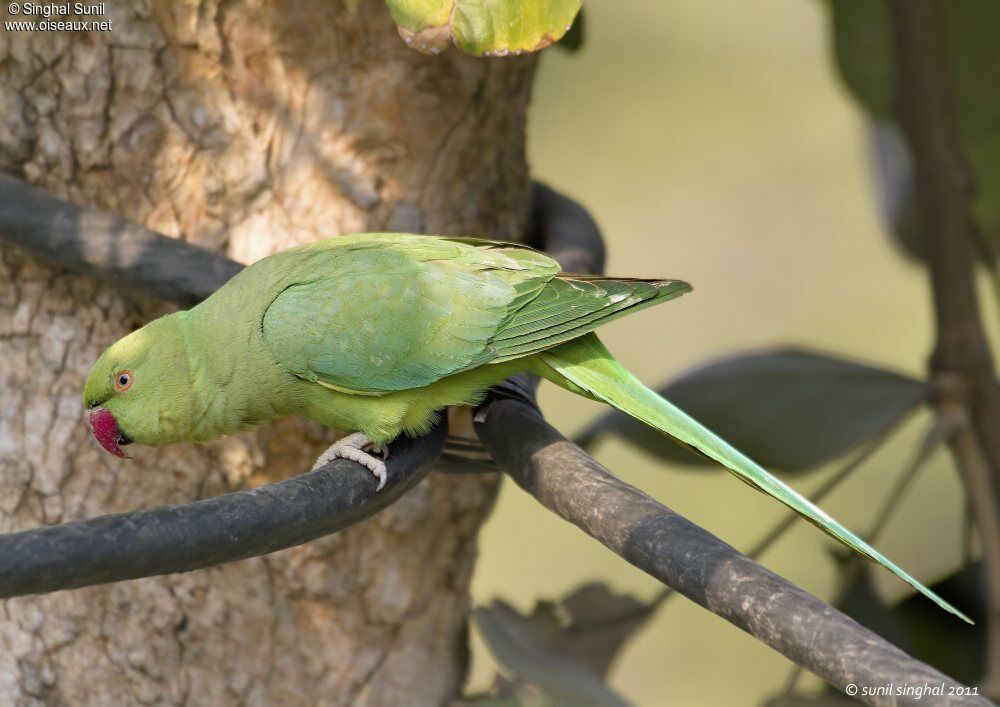 Rose-ringed Parakeet female adult, identification