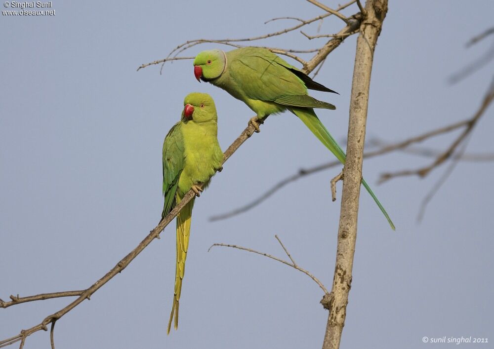 Rose-ringed Parakeet adult, identification