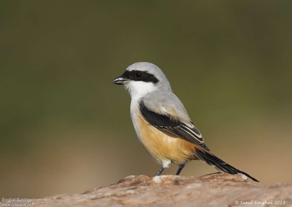Pie-grièche schachadulte, identification