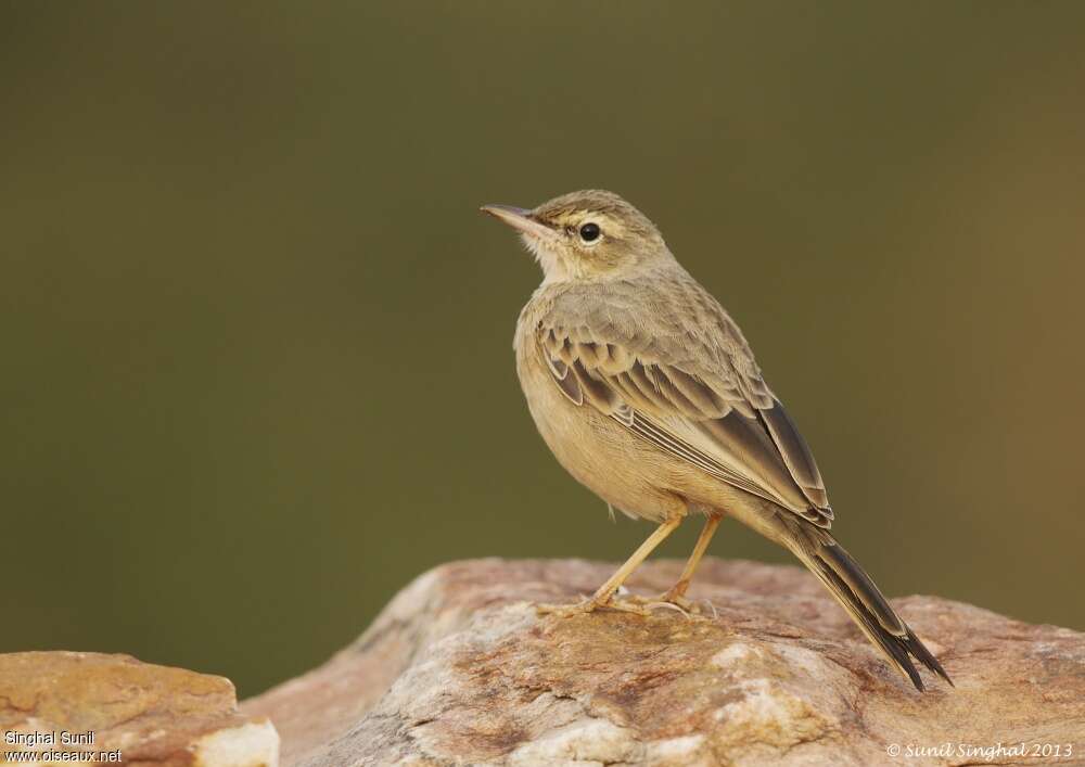 Pipit à long becadulte, identification