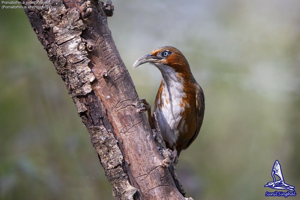 Rusty-cheeked Scimitar Babbleradult, identification