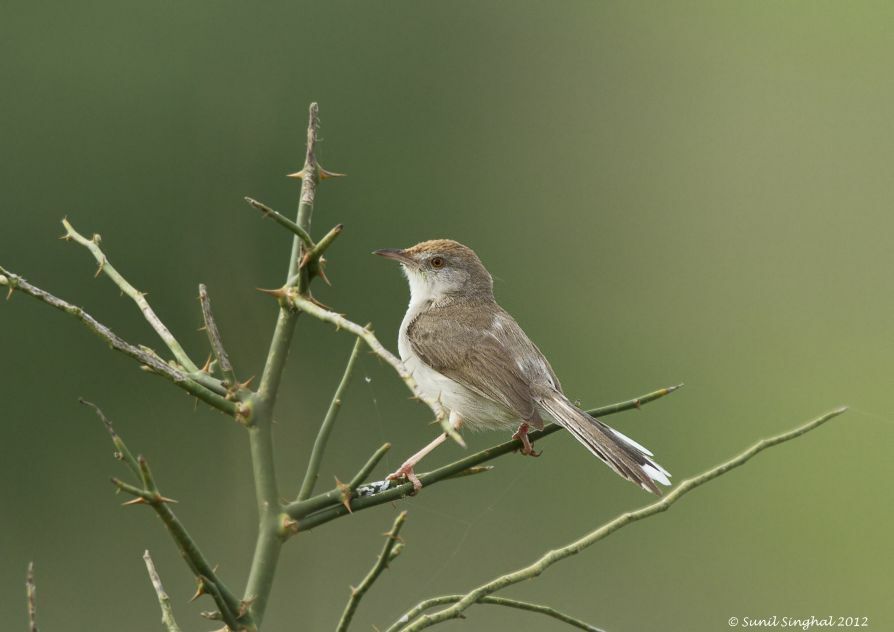 Rufous-fronted Prinia