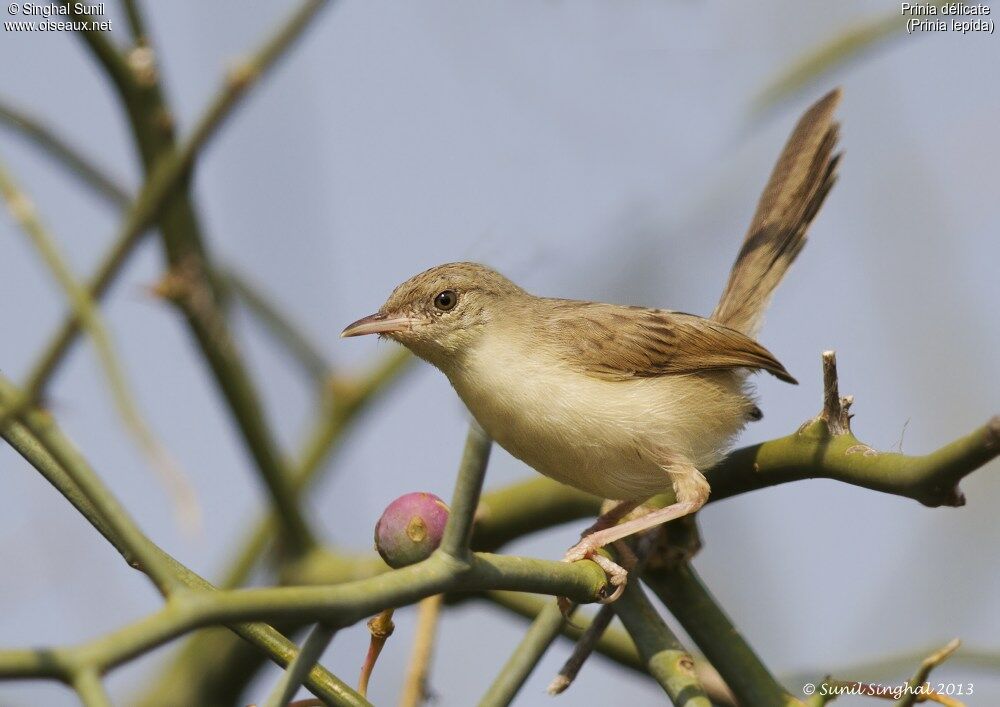 Prinia délicateadulte, Comportement