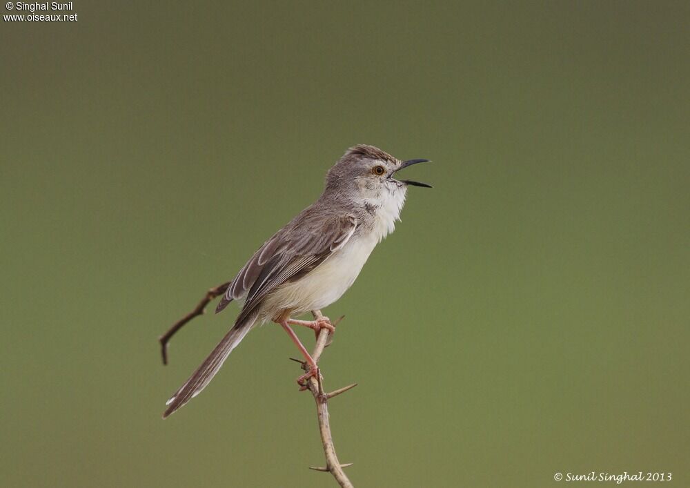 Plain Priniaadult, identification, Behaviour