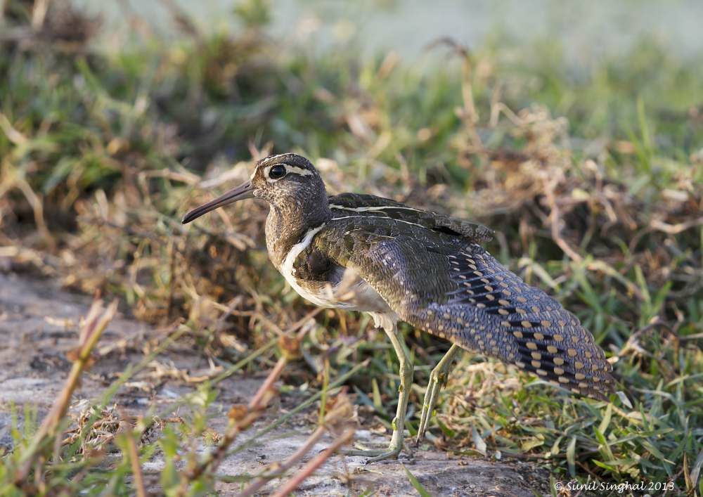 Greater Painted-snipe