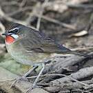 Rossignol calliope