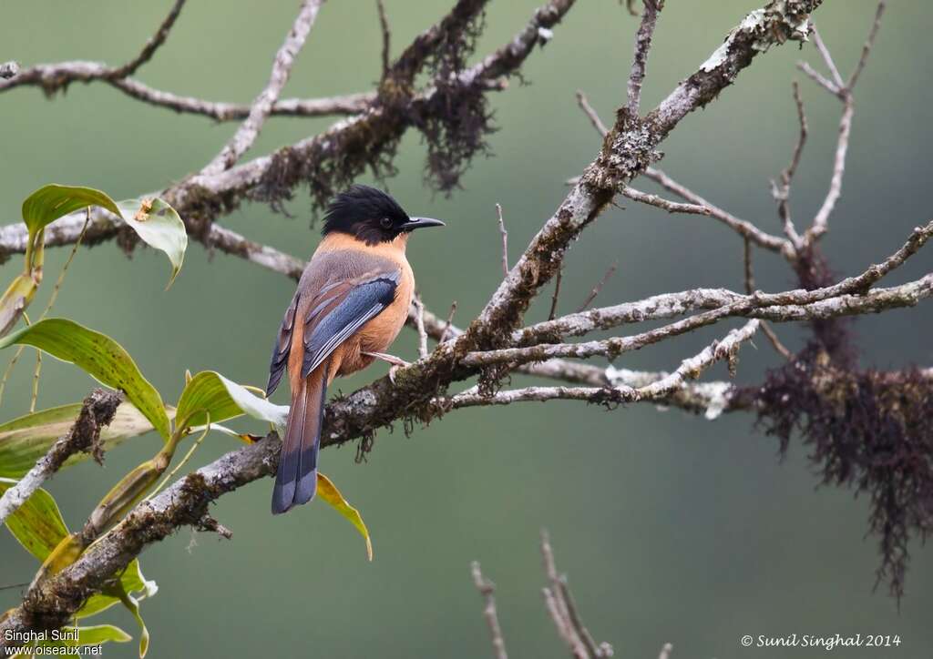 Rufous Sibiaadult