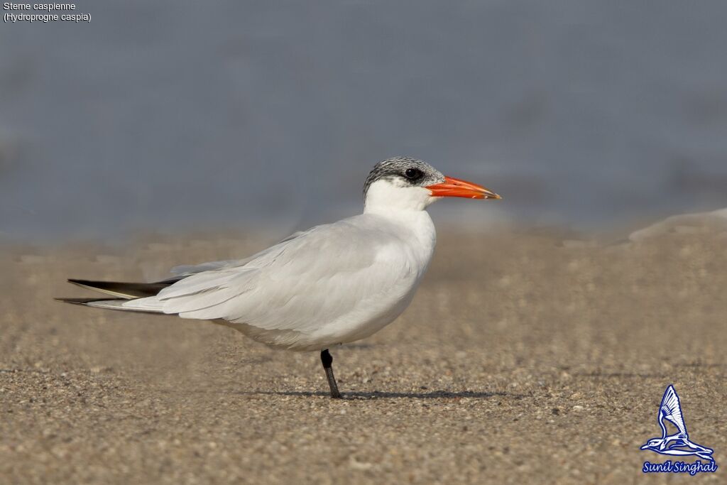 Caspian Tern