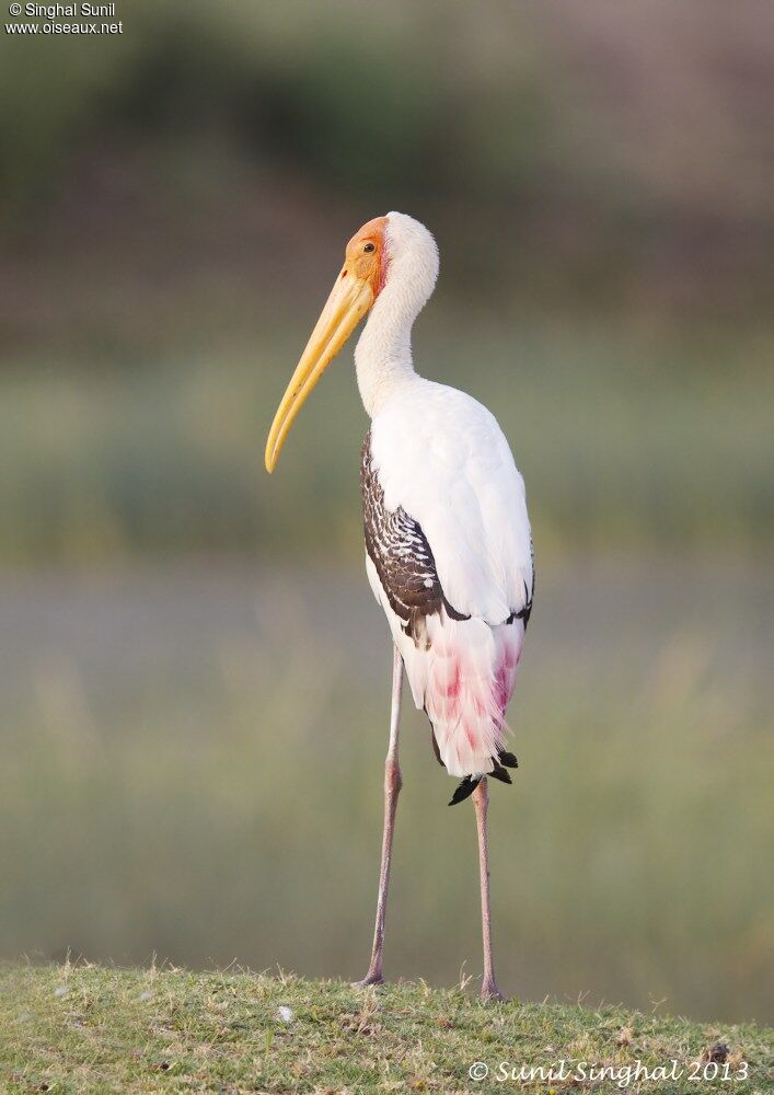 Painted Storkadult, identification