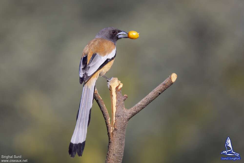 Rufous Treepieadult, close-up portrait, feeding habits