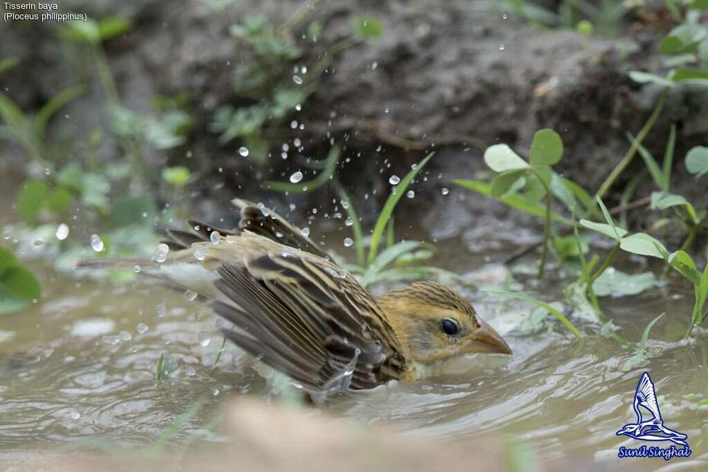 Baya Weaver female, identification, habitat, swimming