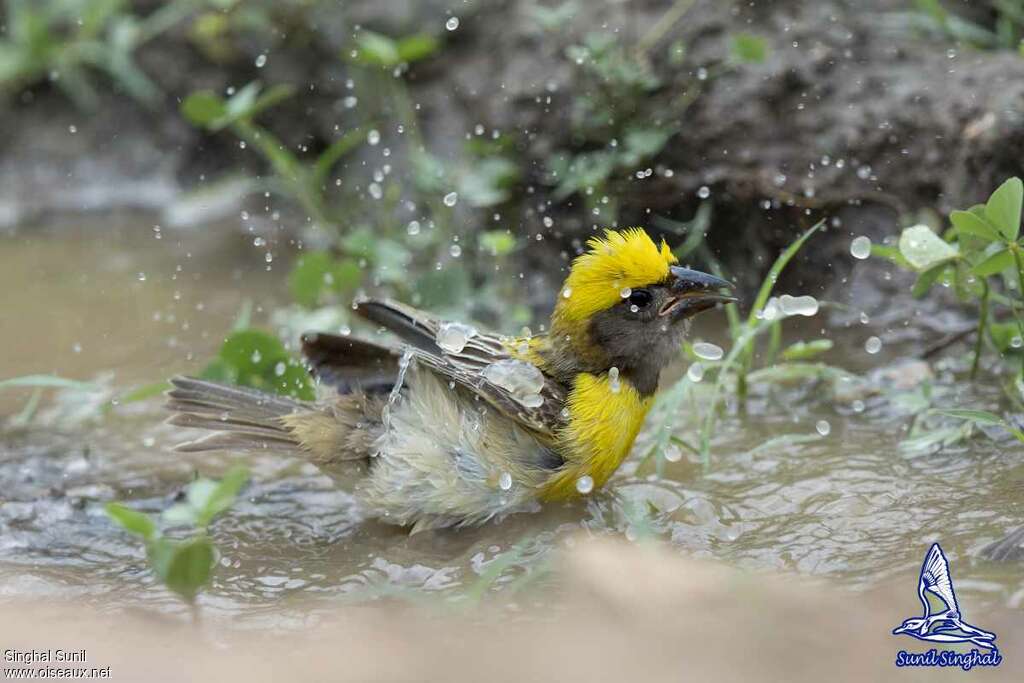 Baya Weaver male adult, habitat, care