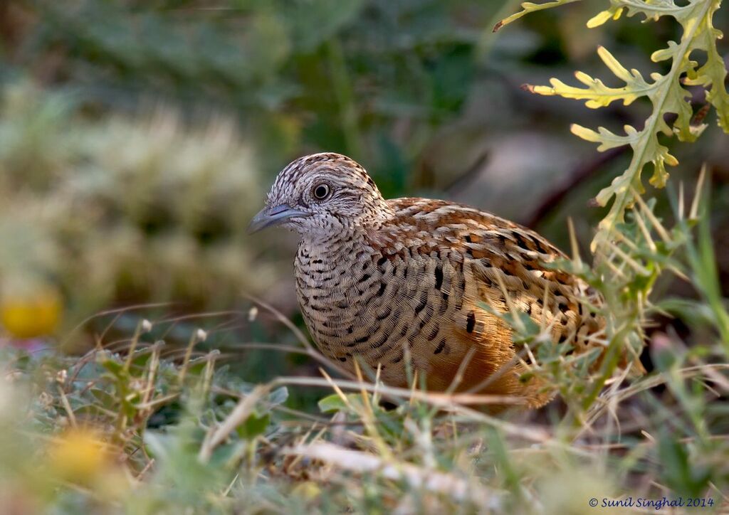 Barred Buttonquail female adult, identification