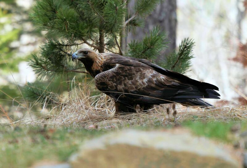 Aigle royal mâle adulte nuptial
