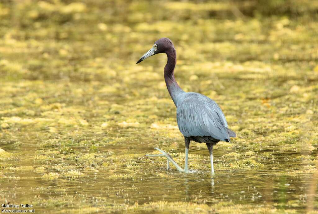 Aigrette bleueadulte internuptial, habitat, marche