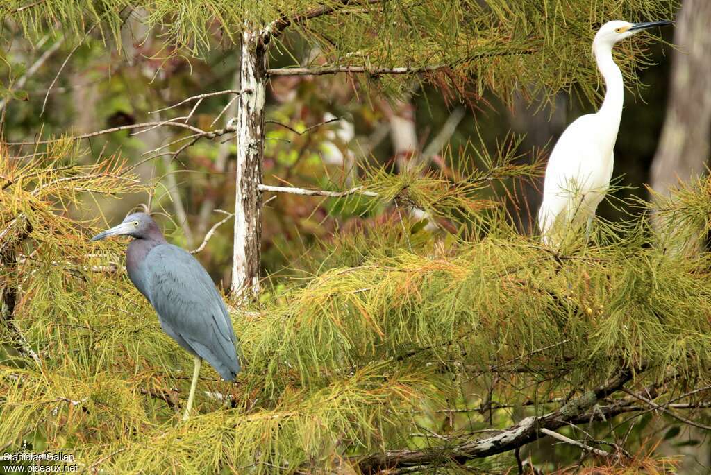 Little Blue Heronadult, habitat