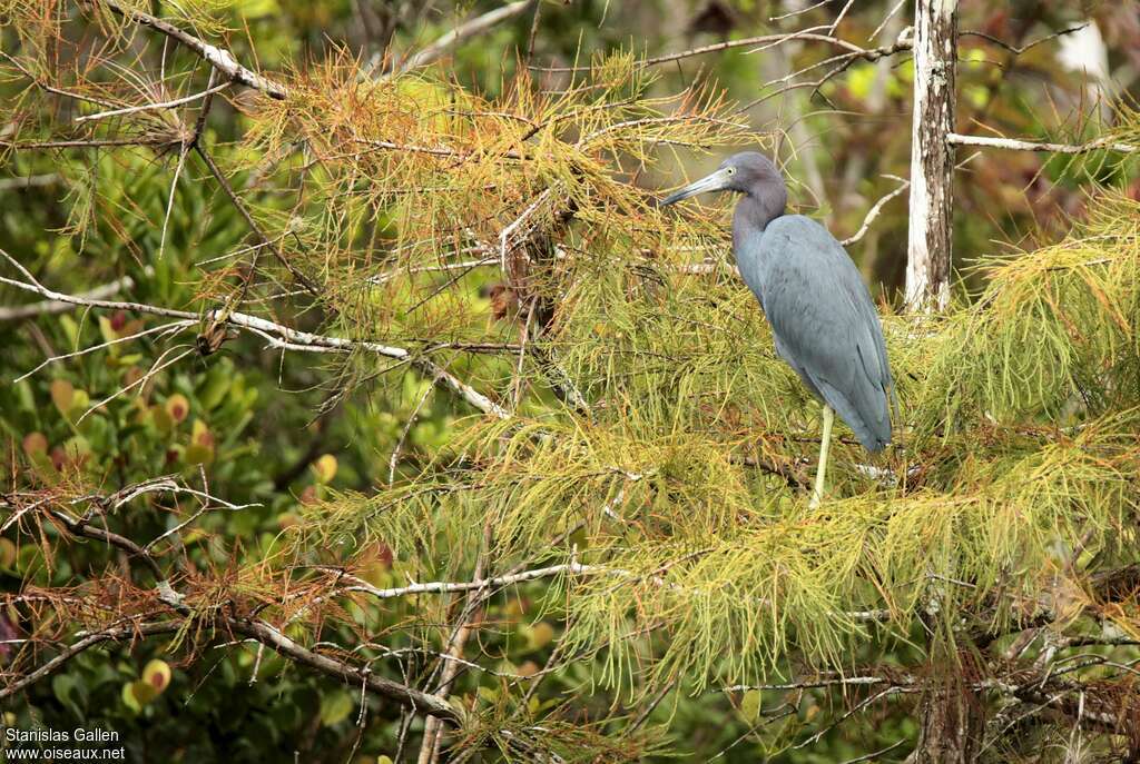 Little Blue Heronadult post breeding, habitat