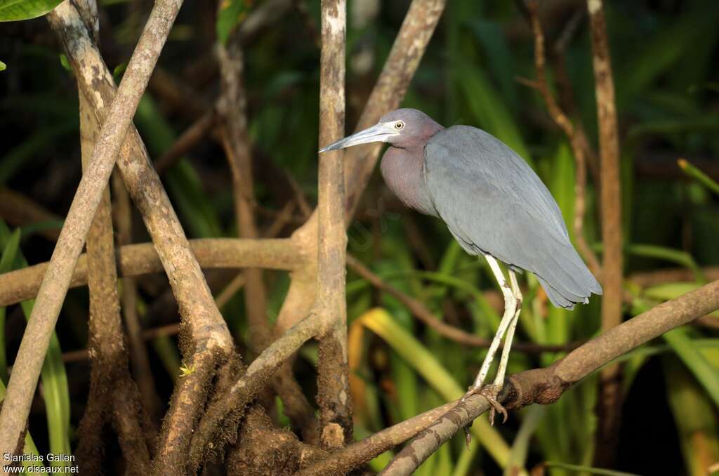 Little Blue Heronadult post breeding, habitat
