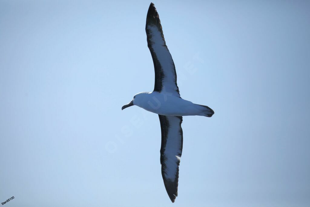 Albatros de l'océan indienadulte, Vol