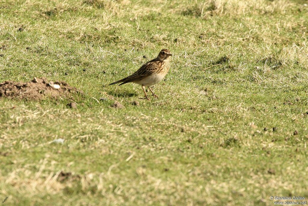 Eurasian Skylarkadult, walking