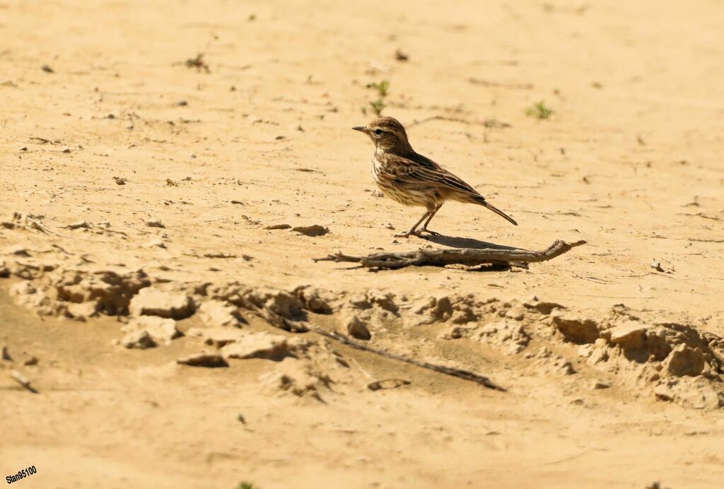 Karoo Larkadult, walking