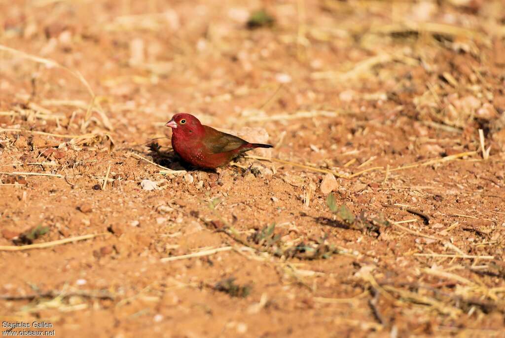 Red-billed Firefinch male adult, habitat