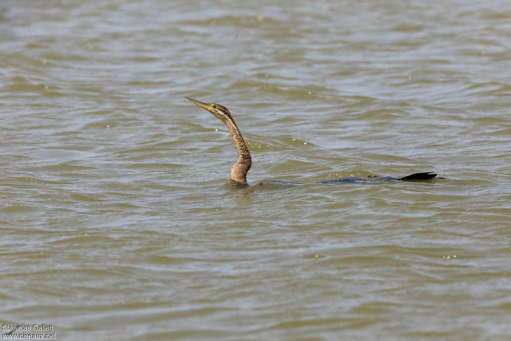 Anhinga d'Afriqueadulte, habitat, nage, pêche/chasse