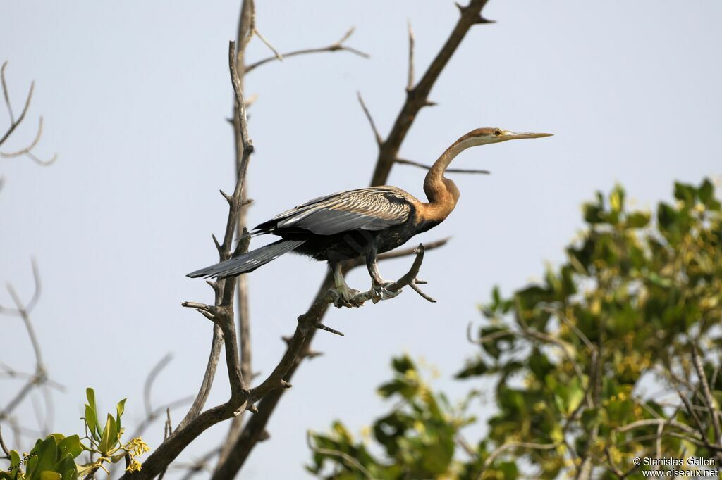 African Darteradult