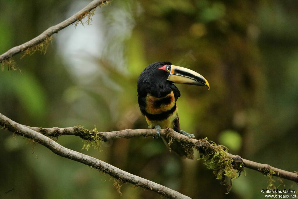 Collared Aracariadult
